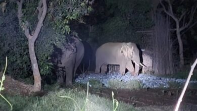 Elephant terror continues in Raigad