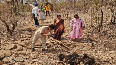 Suspicious death of a female bear and her cub; forest department officials performed the last rites