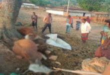 4 cattle died due to lightning, farmer family in shock