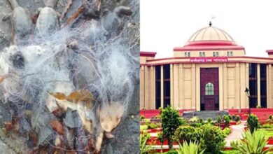 Turtle incident: High Court is angry with the death of turtles in the temple premises, said the temple premises were made dirty