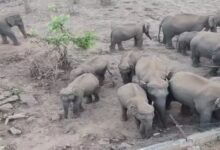 28 elephants arrived to drink water in Gomarda Sanctuary, baby elephants were seen pushing each other with their trunks