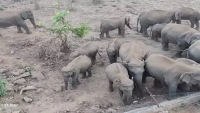 28 elephants arrived to drink water in Gomarda Sanctuary, baby elephants were seen pushing each other with their trunks