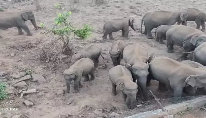 28 elephants arrived to drink water in Gomarda Sanctuary, baby elephants were seen pushing each other with their trunks