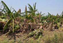 Storm and rain wreaked havoc: Crops destroyed on 500 acres, farmers suffer losses worth lakhs