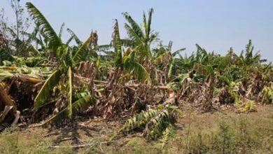 Storm and rain wreaked havoc: Crops destroyed on 500 acres, farmers suffer losses worth lakhs