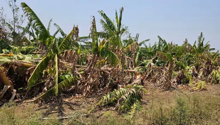 Storm and rain wreaked havoc: Crops destroyed on 500 acres, farmers suffer losses worth lakhs