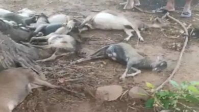 आकाशीय बिजली गिरने से 15 बकरियों की मौत, किसानों की बची जान