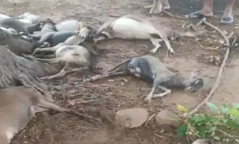 आकाशीय बिजली गिरने से 15 बकरियों की मौत, किसानों की बची जान