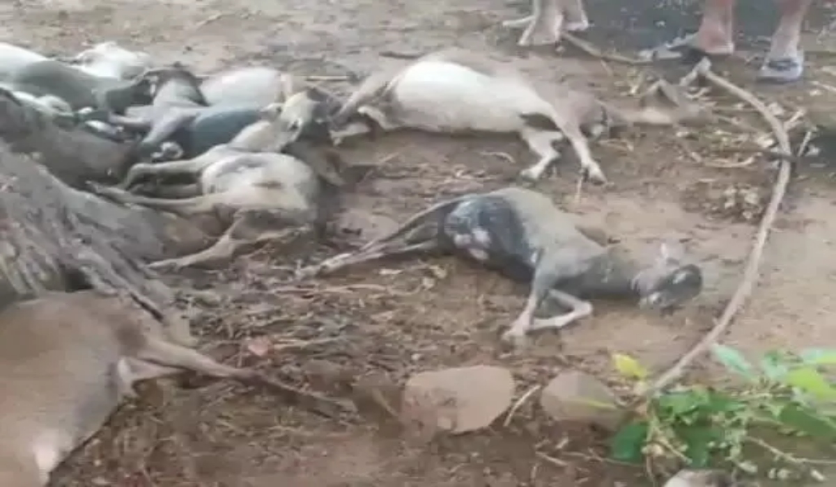 आकाशीय बिजली गिरने से 15 बकरियों की मौत, किसानों की बची जान