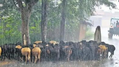 देशभर में मानसून ने पकड़ी रफ्तार: राजस्थान-UP में एंट्री की संभावना, गुजरात में भारी तबाही