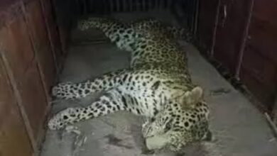 सड़क हादसे में तेंदुए की मौत, वन अफसर जुटे जांच में