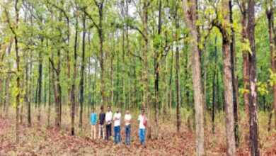 जंगल की रक्षा में मिसाल बने छत्तीसगढ़ के गांव: ग्रामीणों ने बचाई 200 एकड़ हरियाली; खुद के खर्च पर तैनात किए चौकीदार