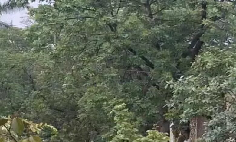 छत्तीसगढ़ में मानसून की दस्तक: दुर्ग में बारिश, 8 जिलों में ऑरेंज और 10 में यलो अलर्ट