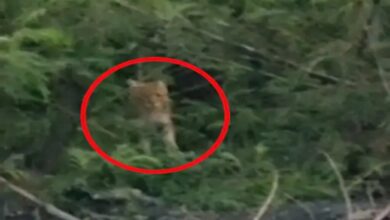 कोरबा के जंगल में दिखा तेंदुआ जैसा जानवर, विलुप्त प्रजाति की जंगली बिल्ली होने का अनुमान
