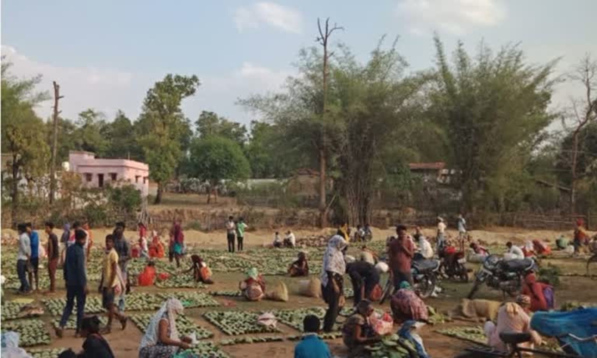 7 crore Tendu leaves scam in Sukma: 12 arrested including DFO, EOW took major action