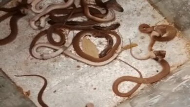 35 snakes found under the floor in a house in Raipur