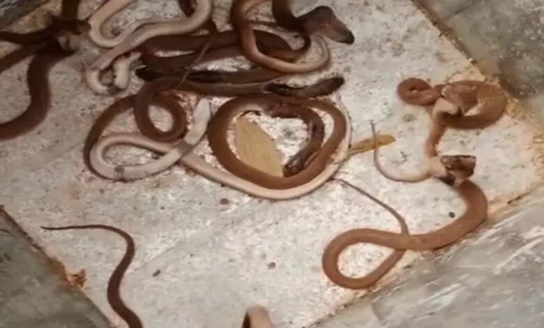 35 snakes found under the floor in a house in Raipur