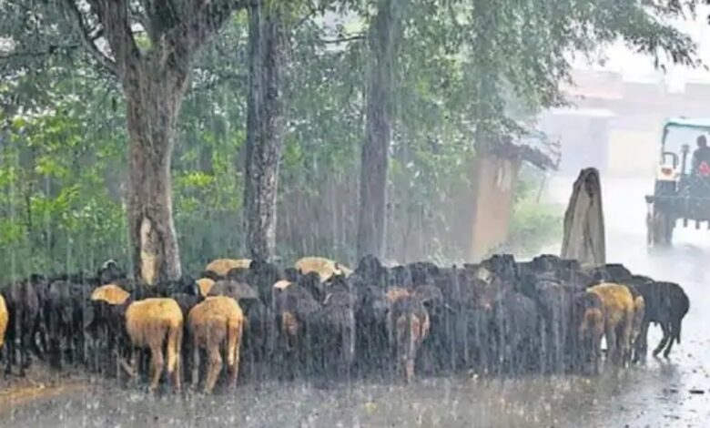 देशभर में मानसून ने पकड़ी रफ्तार: राजस्थान-UP में एंट्री की संभावना, गुजरात में भारी तबाही