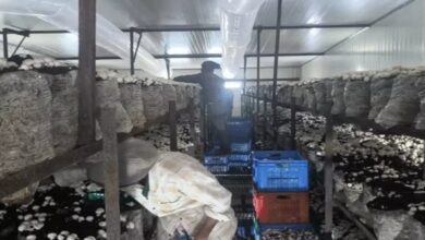 मशरूम फैक्ट्री में बंधक बना 18 घंटे काम, 4 ठेकेदारों पर FIR दर्ज