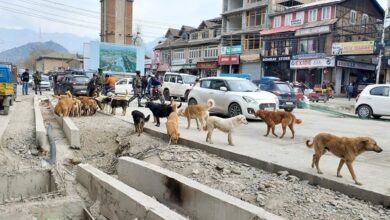 Supreme Court takes suo motu cognizance of report on stray dog problem