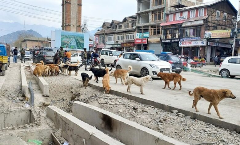 Supreme Court takes suo motu cognizance of report on stray dog problem