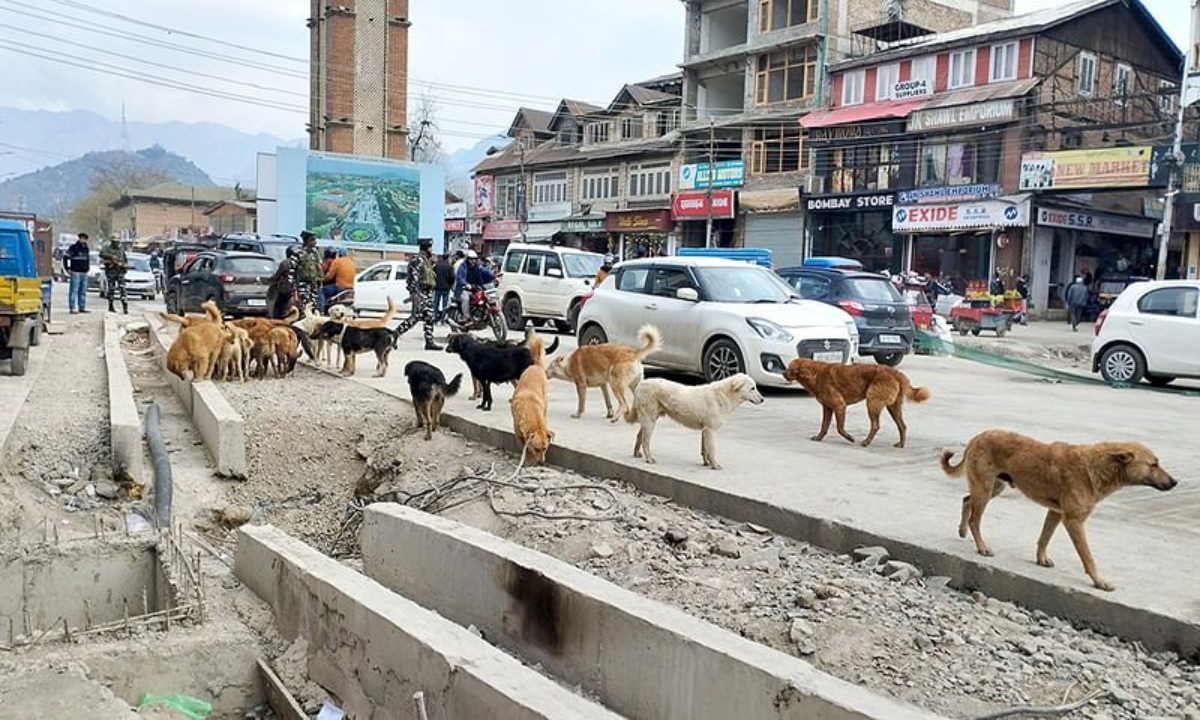 Supreme Court takes suo motu cognizance of report on stray dog problem
