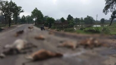नेशनल हाईवे पर तेज रफ्तार वाहन ने 23 गायों को कुचला, 18 की मौत; हाईकोर्ट के आदेशों का असर नहीं