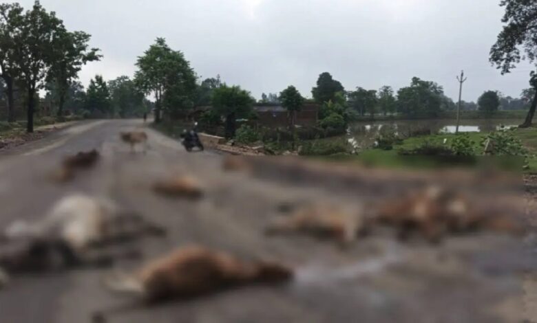 नेशनल हाईवे पर तेज रफ्तार वाहन ने 23 गायों को कुचला, 18 की मौत; हाईकोर्ट के आदेशों का असर नहीं