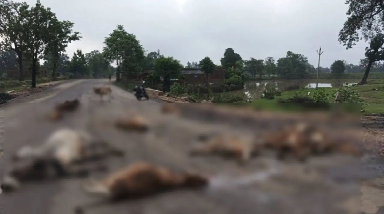 नेशनल हाईवे पर तेज रफ्तार वाहन ने 23 गायों को कुचला, 18 की मौत; हाईकोर्ट के आदेशों का असर नहीं