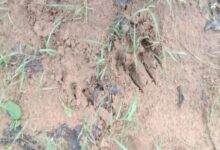 छत्तीसगढ़ के रायगढ़ में बाघ की आमद से दहशत, वन विभाग ने किया अलर्ट जारी