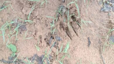 छत्तीसगढ़ के रायगढ़ में बाघ की आमद से दहशत, वन विभाग ने किया अलर्ट जारी