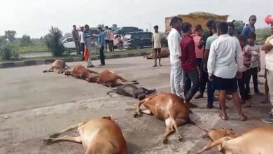Cow blood again flowed on the national highway, angry cow protectors blocked the road