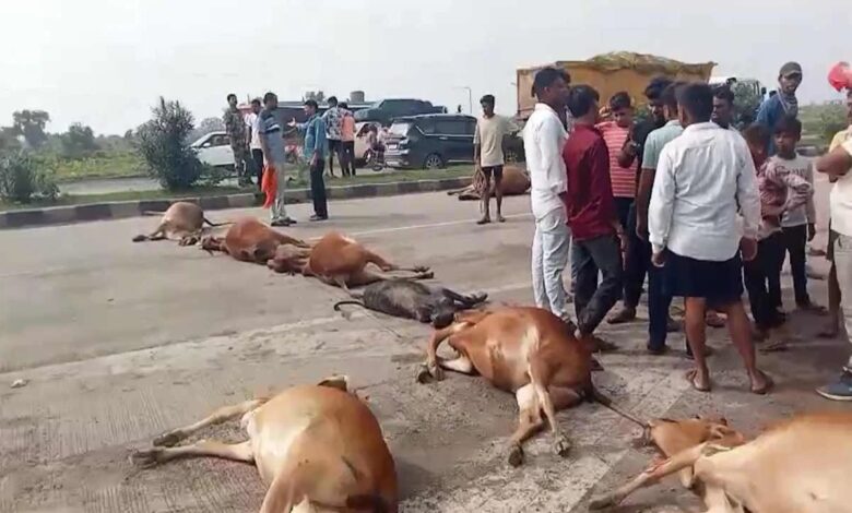 Cow blood again flowed on the national highway, angry cow protectors blocked the road