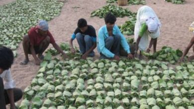 तेंदूपत्ता बोनस घोटाला: EOW की जांच में 3.92 करोड़ का खुलासा, DFO समेत 14 आरोपी