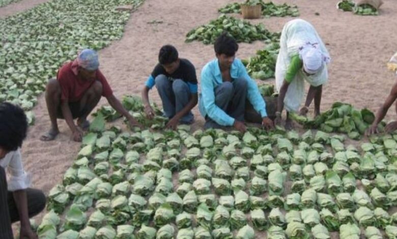 तेंदूपत्ता बोनस घोटाला: EOW की जांच में 3.92 करोड़ का खुलासा, DFO समेत 14 आरोपी