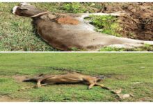 25 cattle died after drinking dirty water coming out of gunpowder factory