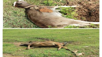 25 cattle died after drinking dirty water coming out of gunpowder factory