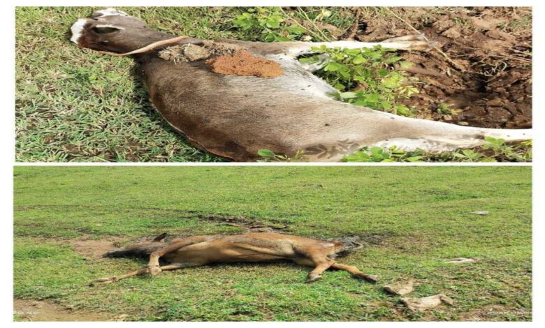 25 cattle died after drinking dirty water coming out of gunpowder factory