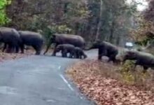 कोरबा में 46 हाथियों का झुंड हाईवे पार करता दिखा, 85 गांवों में सायरन से अलर्ट जारी