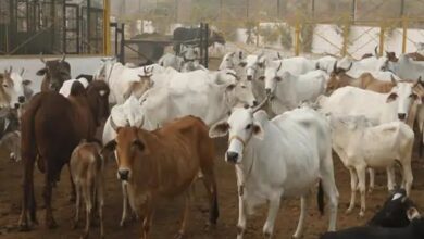 'Gau Dham' scheme implemented in Chhattisgarh, honorarium to shepherds and budget for fodder