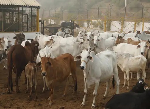 'Gau Dham' scheme implemented in Chhattisgarh, honorarium to shepherds and budget for fodder