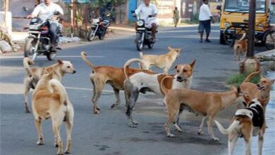 योगेंद्र यादव ने सुप्रीम कोर्ट में पेश किए ‘मृत’ मतदाता, वोटर लिस्ट संशोधन प्रक्रिया पर सवाल