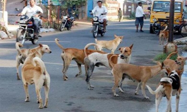 योगेंद्र यादव ने सुप्रीम कोर्ट में पेश किए ‘मृत’ मतदाता, वोटर लिस्ट संशोधन प्रक्रिया पर सवाल