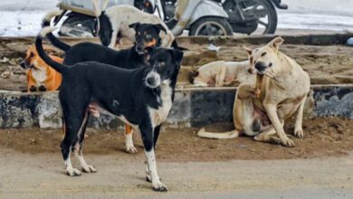 Supreme Court takes tough stand on stray dogs issue in Delhi-NCR, stresses on need for solution