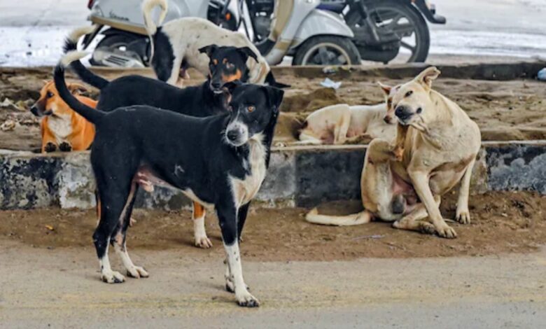 Supreme Court takes tough stand on stray dogs issue in Delhi-NCR, stresses on need for solution