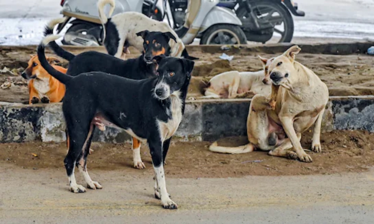 Supreme Court takes tough stand on stray dogs issue in Delhi-NCR, stresses on need for solution