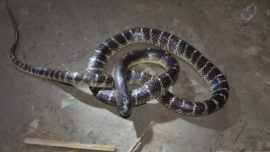 In Jagdalpur, a 9 month old girl killed a krait with her teeth, the girl is safe