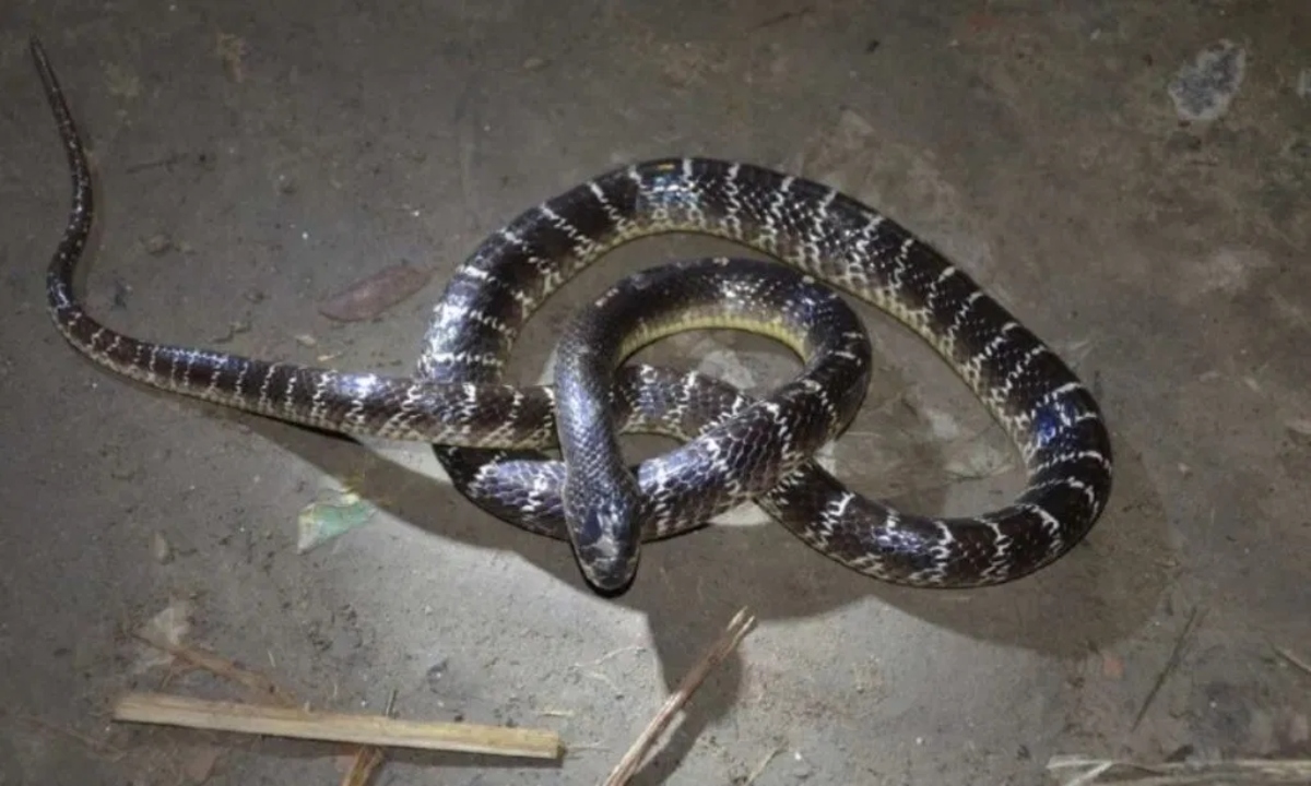 In Jagdalpur, a 9 month old girl killed a krait with her teeth, the girl is safe