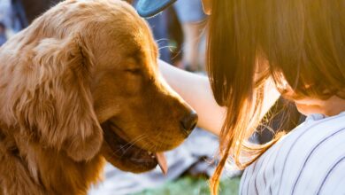 Registration of pets and dairy animals is mandatory in NCR, violation will attract fine and jail