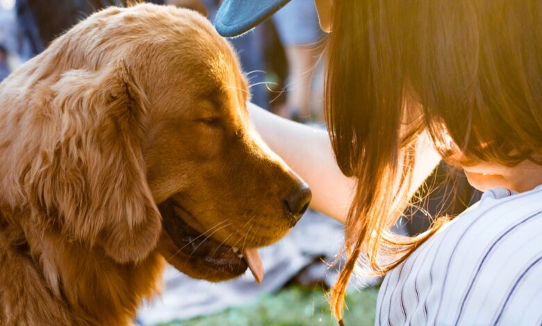 Registration of pets and dairy animals is mandatory in NCR, violation will attract fine and jail